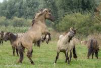 naturalcharms-fotografie-natuur-natuurfotografie-nederland-oostvaardersplassen-paarden-wilde paarden-konikpaarden-20