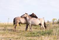naturalcharms-fotografie-natuur-nederland-wilde paarden-konikspaard-48