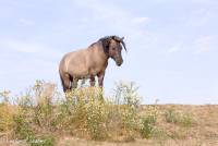 naturalcharms-fotografie-natuur-nederland-wilde paarden-konikspaard-5