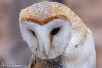 naturalcharms-fotografie-natuur-natuurfotografie-roofvogel-vogel-kerkuil-screech owl-3
