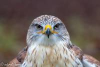 naturalcharms-fotografie-natuur-natuurfotografie-roofvogel-vogel-koningsbuizerd-king buzzard-22