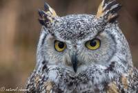 naturalcharms-fotografie-natuur-vogel-canadese oehoe-bubu bubo-canadian owl-12