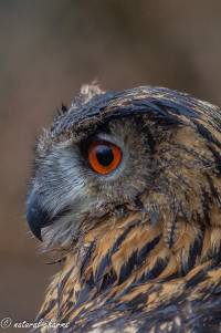 naturalcharms-fotografie-natuur-vogel-europese oehoe-european eagle owl-2