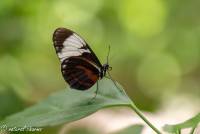 naturalcharms-fotografie-natuurfotografie-vlindertuin-havelte-heliconius cydno-4261