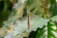 naturalcharms-fotografie-natuurfotografie-vlindertuin-havelte-siproeta stelenes-malagietvlinder-4520