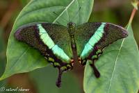 naturalcharms-fotografie-natuurfotografie-vlindertuin-papilio palinurus-4319