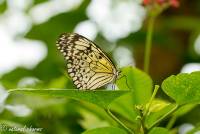 naturalcharms-natuur-fotografie-butterfly-vlinder-papiliorama-13 (2)
