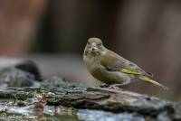 naturalcharms-fotografie-natuur-natuurfotografie-vogel-groenling-greenfinch-3