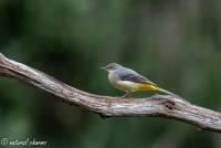 naturalcharms-fotografie-natuur-natuurfotografie-vogel-grote gele kwikstaart-gray wagtail-44