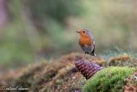 naturalcharms-fotografie-natuur-natuurfotografie-vogel-roodborstje-robin-15