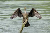 naturalcharms-fotografie-natuur-natuurfotografie-nederland-oostvaardersplassen-vogels-aalscholver-cormorant-2