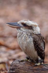 naturalcharms-fotografie-natuur-natuurfotografie-roofvogel-vogel-kookaburra-1