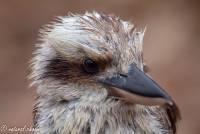 naturalcharms-fotografie-natuur-natuurfotografie-roofvogel-vogel-kookaburra-12